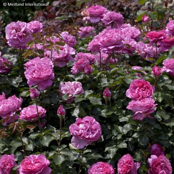 Rosier grimpant Colette Meiroupis