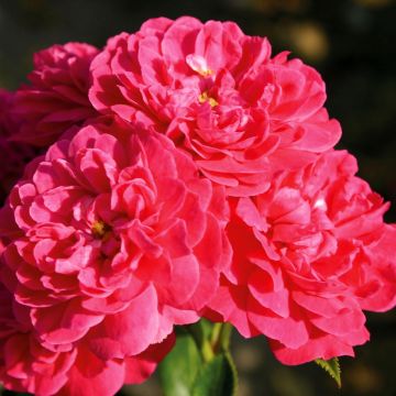 Rosier nain Lilliputs Roxy