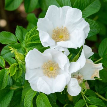 Rosa rugosa Alba - Rosier rugueux - Rosier botanique