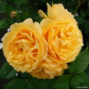 Rosier Friesia ® - Rosier à fleurs groupées