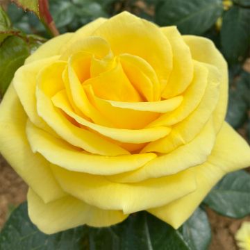 Rosier à grandes fleurs Jeanne Coeur
