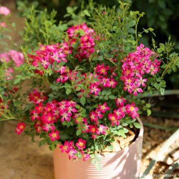 Rosier Fête des Mères - Rosa (x) polyantha