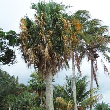 Sabal causiarum - Palmier sombrero
