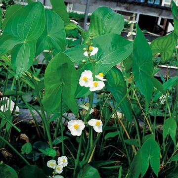 Sagittaria sagittifolia - Flèche d'eau