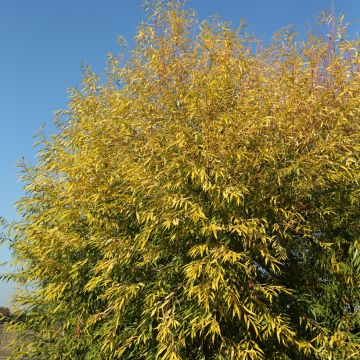 Saule blanc doré - Salix alba Aurea