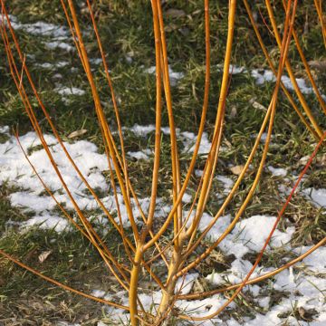 Salix alba - Saule blanc, argenté