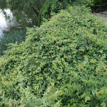 Saule crevette - Salix integra Hakuro Nishiki