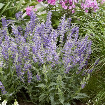 Salvia nemorosa Marcus Haeumanarc - Sauge des bois