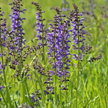Salvia pratensis - Sauge des près.