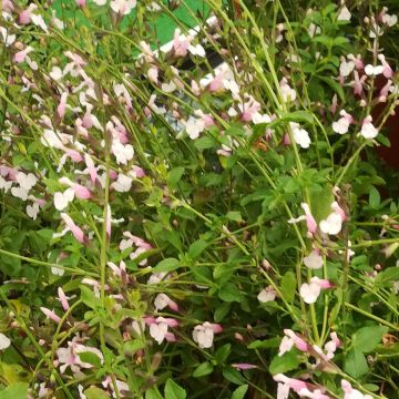 Salvia x jamensis Delice Roselilac - sauge arbustive
