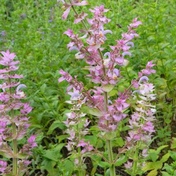 Salvia sclarea var. turkestanica - Sauge sclarée 
