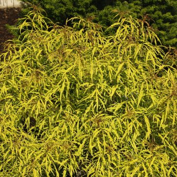 Sureau à grappes - Sambucus racemosa Golden Lace