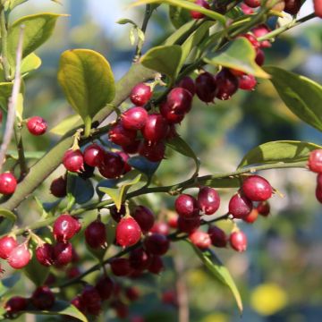 Sarcococca ruscifolia - Sarcocoque à feuilles de Ruscus.