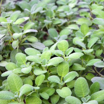 Sauge officinale Maxima - Salvia officinalis