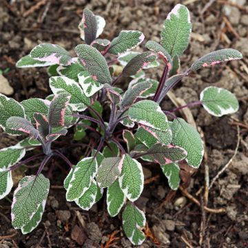 Sauge officinale - Salvia officinalis Tricolor