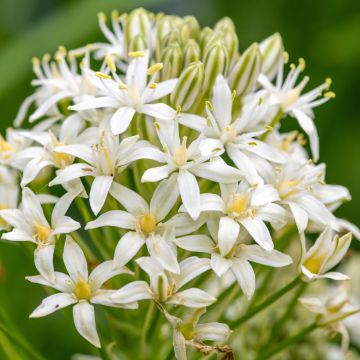 Scille du Pérou - Scilla peruviana