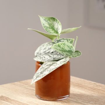Scindapsus pictus - Pothos argenté