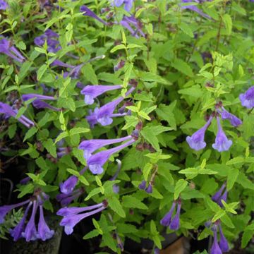 Scutellaria scordifolia - Scutellaire casquée