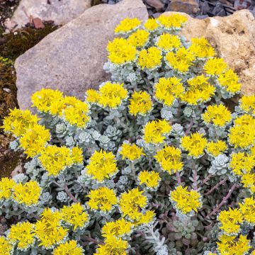 Sedum spathulifolium Cape Bianco