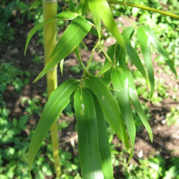 Semiarundinaria fastuosa