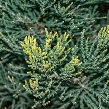 Sequoiadendron giganteum - Séquoia géant 