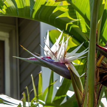 Strelitzia reginae - Oiseau de Paradis