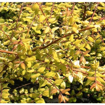 Symphoricarpos chen. Brain de Soleil®