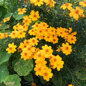 Oeillet d'Inde Queen Yellow Mini-mottes