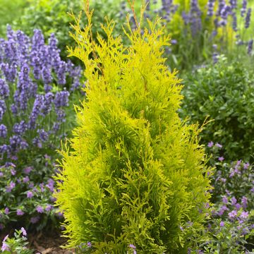 Thuya du Canada - Thuja occidentalis Golden Smaragd