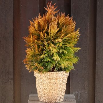 Thuya géant - Thuja plicata 4 EVER GOLDY®