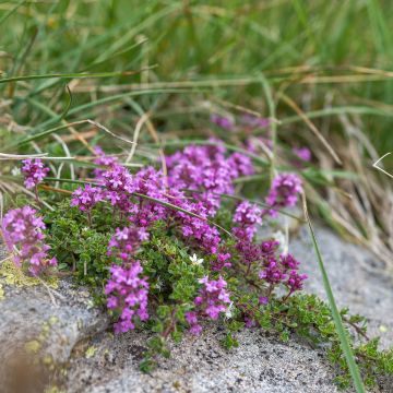 Thym serpolet - Thymus serpyllum