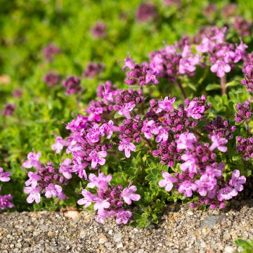Thym serpolet Elfin - Thymus serpyllum