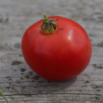 Tomate Arkansas Traveler Bio - Ferme de Sainte Marthe