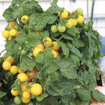 Tomate Balconi Yellow - Solanum lycopersicum 