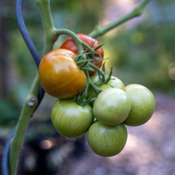 Tomate Matina Bio - Ferme de Sainte Marthe