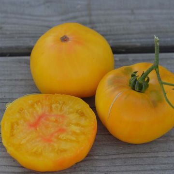 Tomate TC Jones Bio - Ferme de Sainte Marthe