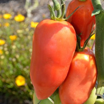 Tomate Cornue des Andes - Tomate poivron