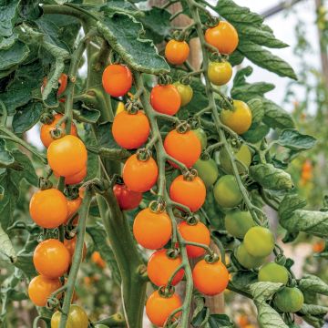 Tomate Sturdy Grace F1 en plants - Tomate cerise jaune