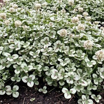 Trifolium repens Pentaphyllum - Trèfle blanc à feuilles pourpres