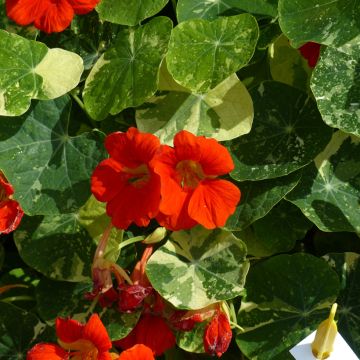 Graines de Capucine naine Alaska Scarlet - Tropaelum majus