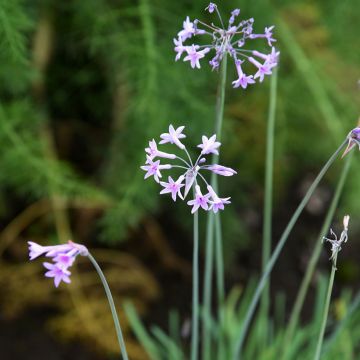 Tulbaghia Fairy Star - Tulbaghie