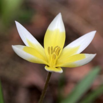 Tulipe botanique Tarda