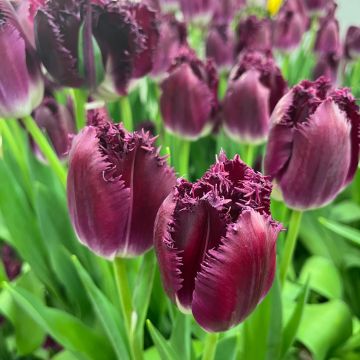 Tulipe dentelée Vincent Van Gogh
