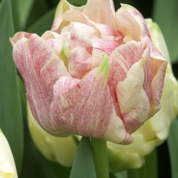 Tulipe double hâtive Verona Sunrise