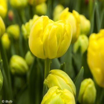 Tulipe fosteriana Yellow Empress