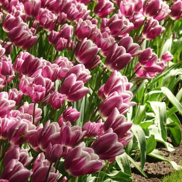 Tulipe pluriflore Purple Elegance