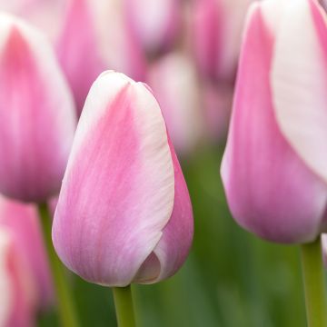 Tulipe Simple Hâtive Christmas Pearl