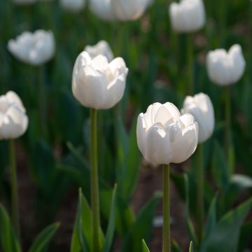 Tulipe simple tardive Catherina