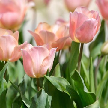 Tulipe Triomphe Menton