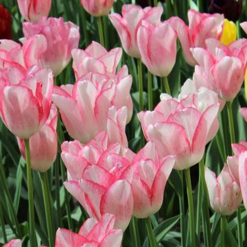 Tulipe triomphe Beauty Trend